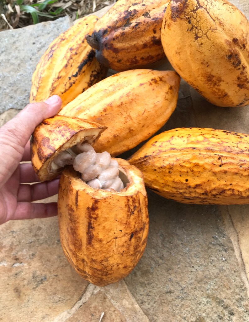 Cacao/chocolate/ Maui Seeds/theobroma Cacao/chocolate Etsy
