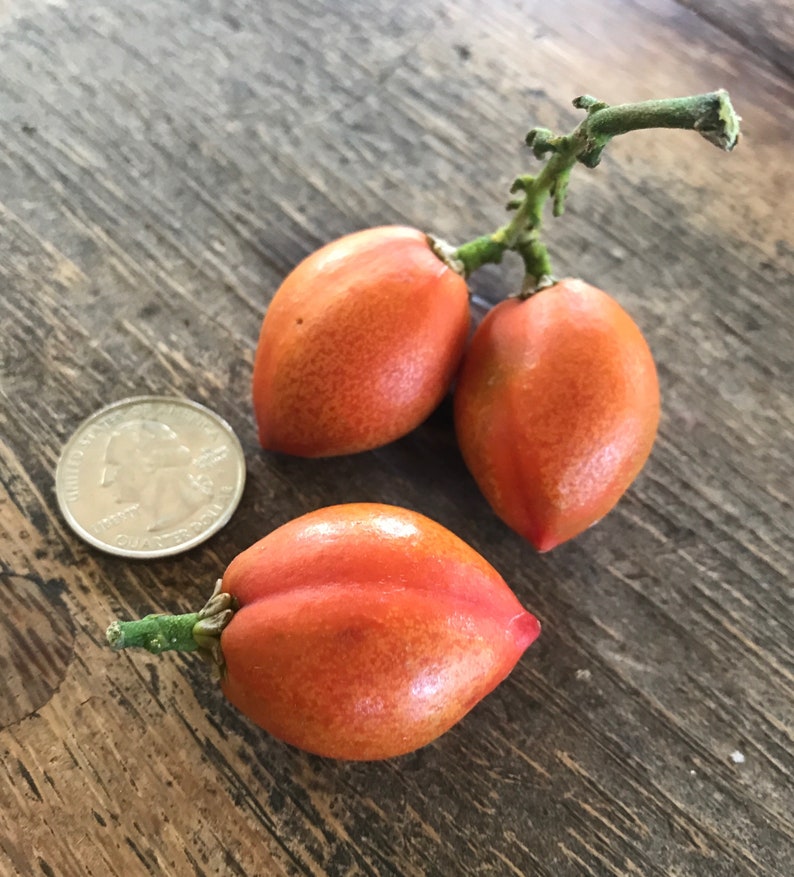 May include: Three orange-red fruits with green stems on a brown wooden surface. A silver US quarter is in the background for size comparison.