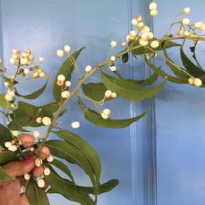 Night Blooming Jasmine/Cestrum nocturnum/SEEDS/Jasmine Seeds/Hawaii/Maui Seeds/Fragrant Flowers/Fragrant Hawaii Flower Seeds/Jasmine Seeds