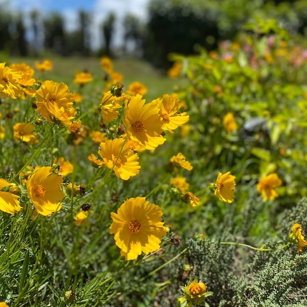 Yellow Coreopsis/Coreopsis lanceolata/Yellow Saw Tooth Coreopsis SEEDS/25+ Seeds/Easy to Grow/Seeds for Planting/Flower Seeds/Maui Seeds