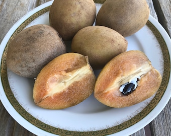Sapodilla SEEDS/Maui Seeds/Edible Landscaping