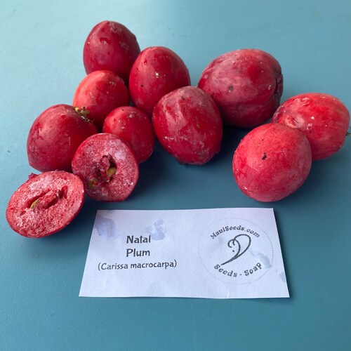 Natal Plum/Carissa macrocarpa/SEED/Tropical Fruit Seed/Maui Seeds/Exotic Fruit/Maui Seed/Hawaii Fruit/Edible Fruit/Home Garden/Home Gardener