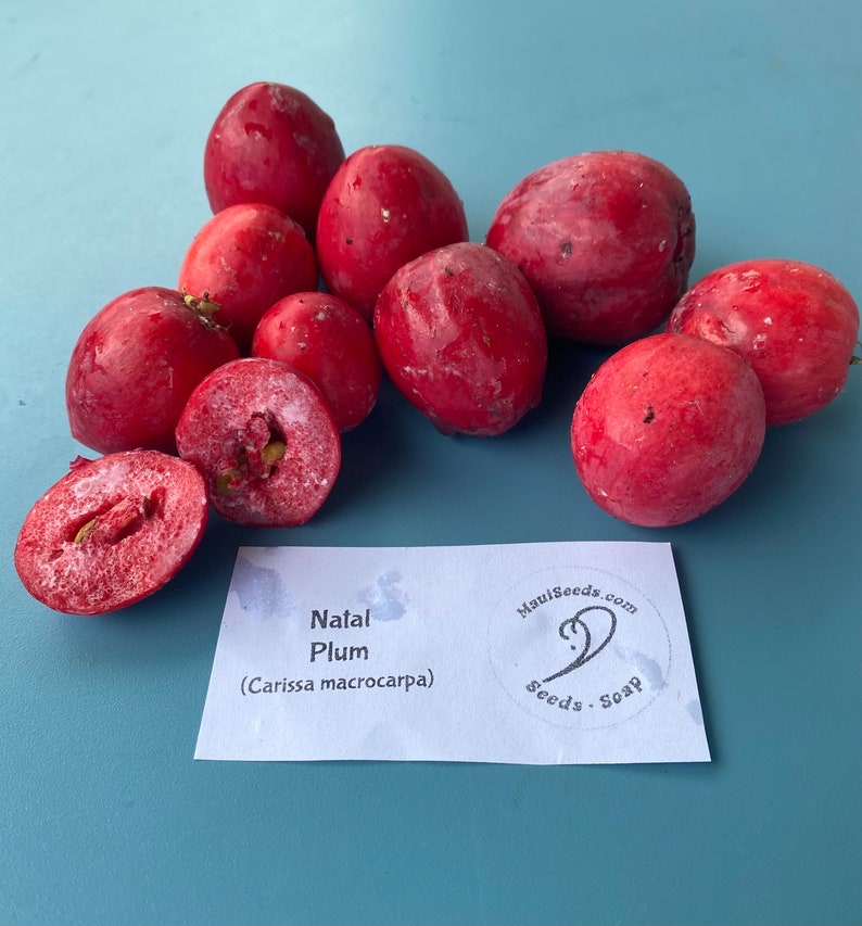 Natal Plum/Carissa macrocarpa/SEED/Tropical Fruit Seed/Maui Seeds/Exotic Fruit/Maui Seed/Hawaii Fruit/Edible Fruit/Home Garden/Home Gardener image 1