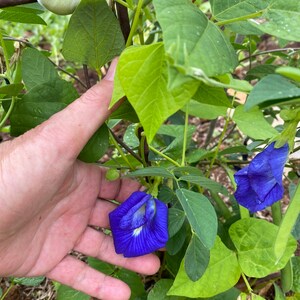 Puede incluir: Primer plano de una flor de guisante mariposa azul creciendo en una vid. La flor est&aacute; en flor y tiene un centro blanco. La vid es verde y tiene hojas. Una mano sostiene la flor.