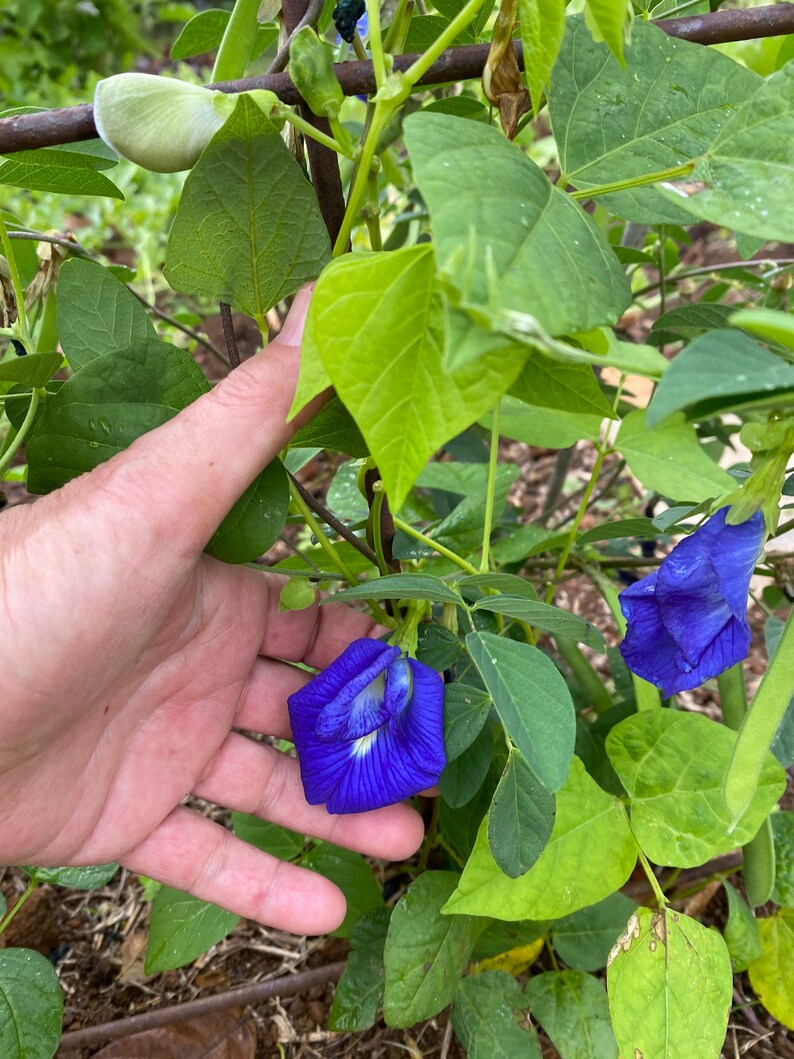 Puede incluir: Primer plano de una flor de guisante mariposa azul creciendo en una vid. La flor est&aacute; en flor y tiene un centro blanco. La vid es verde y tiene hojas. Una mano sostiene la flor.