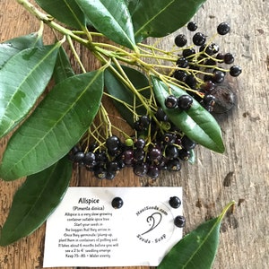May include: A branch of an Allspice (Pimenta dioica) tree with glossy green leaves and clusters of small, round, dark purple berries. A white informational card is included with the text: Allspice (Pimenta dioica), MauiSeeds.com, Seeds - Soap.