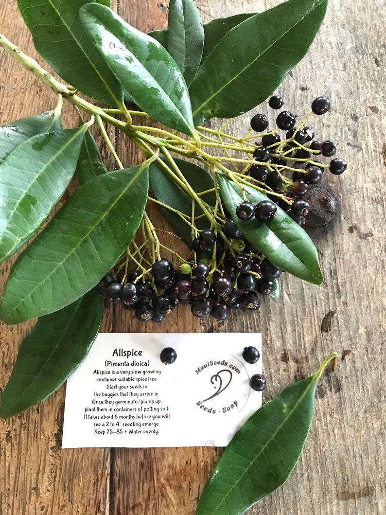 May include: A branch of an Allspice (Pimenta dioica) tree with glossy green leaves and clusters of small, round, dark purple berries. A white informational card is included with the text: Allspice (Pimenta dioica), MauiSeeds.com, Seeds - Soap.