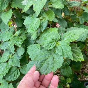 May include: Close-up of a green leafy plant with a hand reaching out to touch the leaves. The plant has a lush, vibrant green color and appears to be healthy and well-maintained.