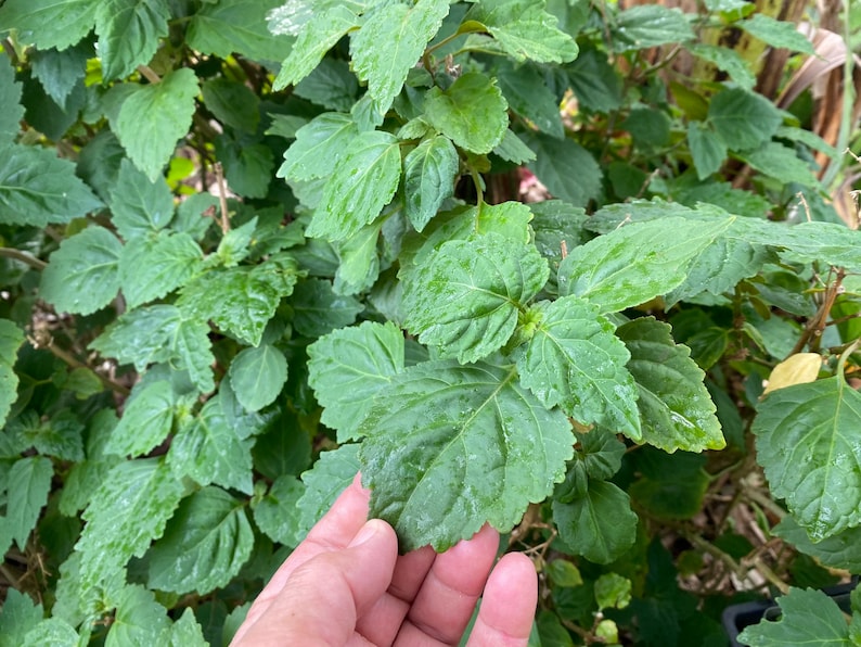 May include: Close-up of a green leafy plant with a hand reaching out to touch the leaves. The plant has a lush, vibrant green color and appears to be healthy and well-maintained.