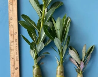 May include: Three Adenium obesum plants with green leaves and swollen caudex bases with exposed roots, positioned next to a wooden yardstick showing a height of approximately 14 inches for the tallest plant and 6 inches for the smallest plant.