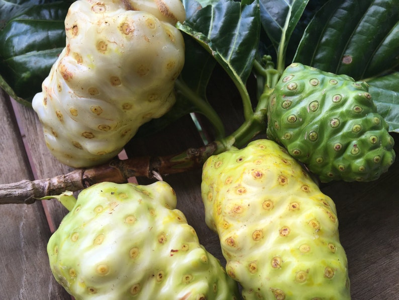 Noni Seeds/morinda Citrifolia/hawaiian Canoe Plant/hawaii Etsy