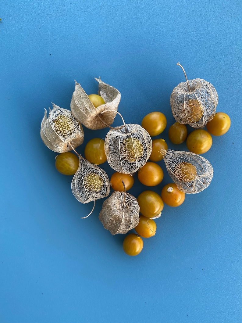 Poha Berry/Physalis peruviana/Cape Gooseberry/Maui Seeds/Fruit Seeds/Hawaii Fruit/Hawaii Fruit Seeds/Container Gardening/Hawaii Fruit Seeds image 6