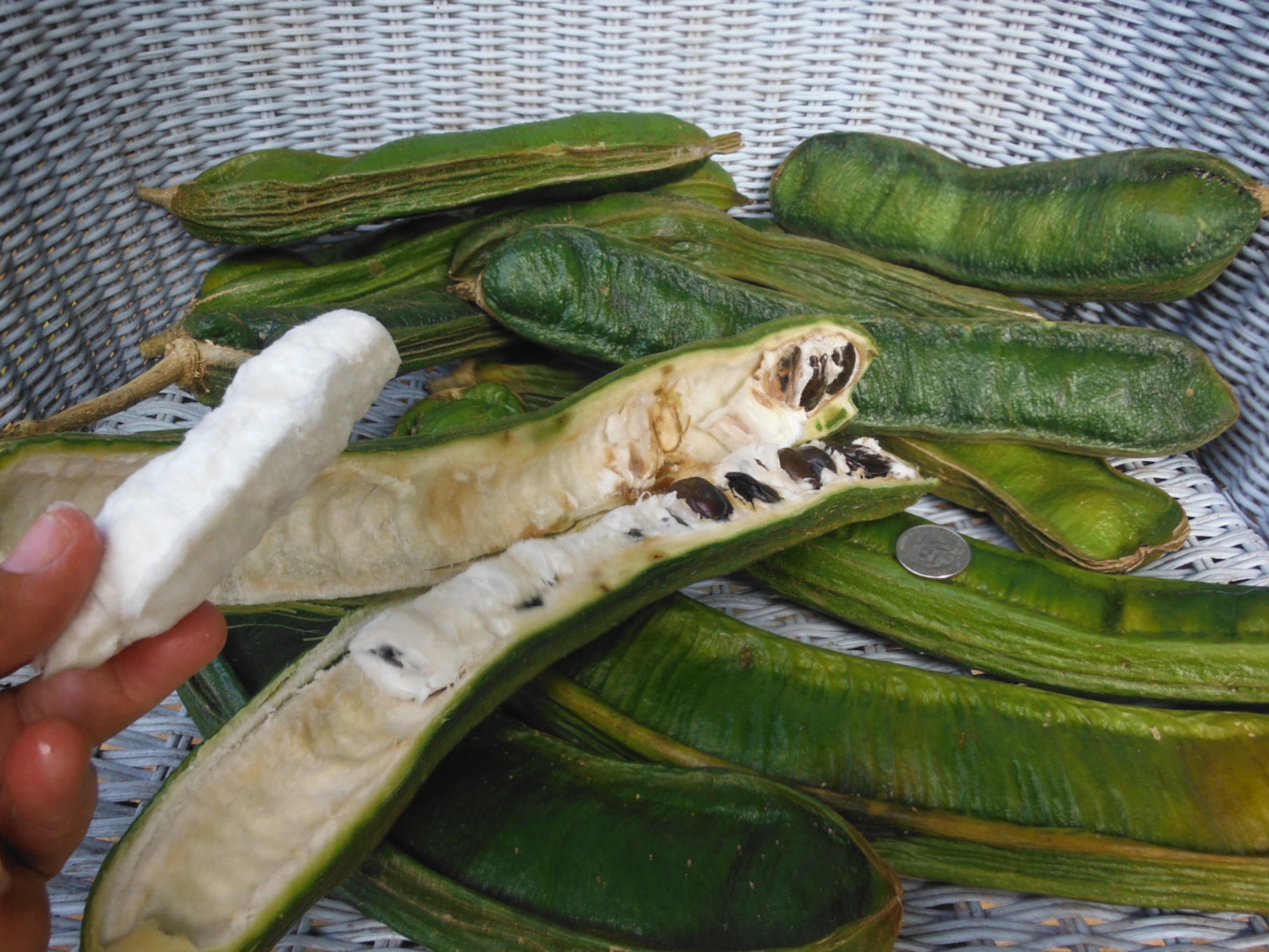 Ice Cream Bean Tree/two Types/maui Seeds/ice Cream Bean Tree Etsy