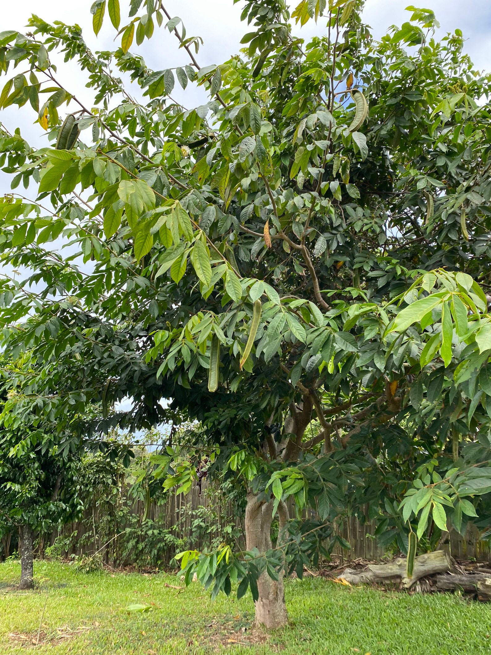 Ice Cream Bean/seeds/maui Seeds/ice Cream Bean Tree Etsy