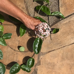 Hoya Vine/ONE (1) 12&quot; CUTTING/ Hoya Vine Cuttings/Hoya Carnosa/NO Roots/U.S Shipment only/Flowering Houseplant/Container Garden/Wax Flower