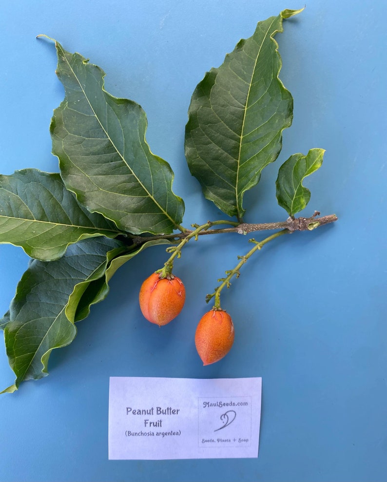 Pu&ograve; includere: Un ramo con foglie verde scuro venate e due piccoli frutti ovali di colore arancione. Sotto il ramo si trova un'etichetta rettangolare bianca con il testo Peanut Butter Fruit (Bunchosia argentea) e il sito web MauiSeeds.com con un logo.