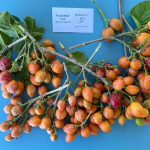 May include: Close-up of peanut butter fruit (Bunchosia argentea) branches with clusters of small, orange-red fruits. The branches are on a blue surface with a white label that reads "Peanut Butter Fruit (Bunchosia argentea)".