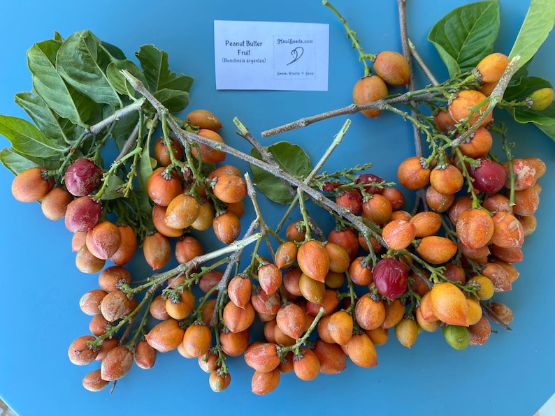 May include: Close-up of peanut butter fruit (Bunchosia argentea) branches with clusters of small, orange-red fruits. The branches are on a blue surface with a white label that reads "Peanut Butter Fruit (Bunchosia argentea)".