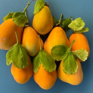 Jamaican Lilikoi SEEDS/ Maui Fruit/ Maui Seeds/Fruit Seeds/Passiflora laurifolia/Water Lemon/Fruit Seeds/Home Garden/Passionfruit Seeds image 3