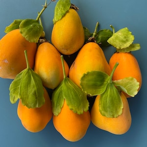 Jamaican Lilikoi SEEDS/ Maui Fruit/ Maui Seeds/Fruit Seeds/Passiflora laurifolia/Water Lemon/Fruit Seeds/Home Garden/Passionfruit Seeds