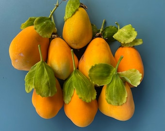 Jamaican Lilikoi Seeds/Passiflora laurifolia/Maui Seeds