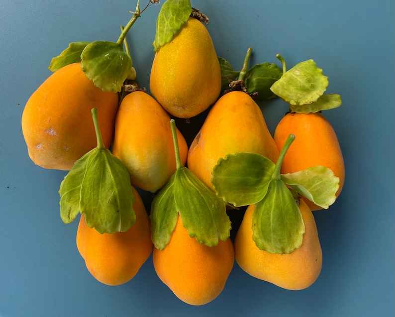 Jamaican Lilikoi SEEDS/ Maui Fruit/ Maui Seeds/Fruit Seeds/Passiflora laurifolia/Water Lemon/Fruit Seeds/Home Garden/Passionfruit Seeds image 3
