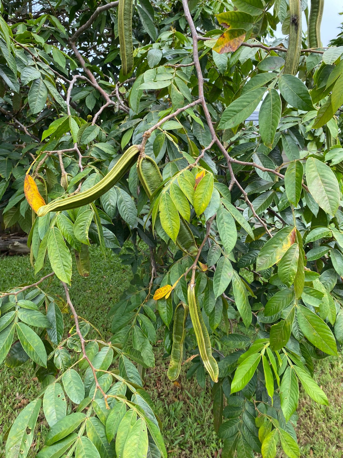 Ice Cream Bean/seeds/maui Seeds/ice Cream Bean Tree Etsy