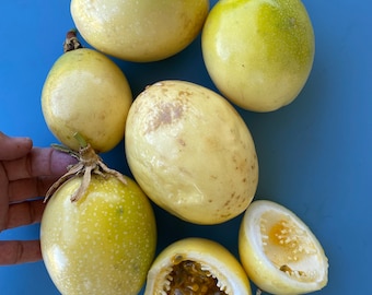 Extra Large Yellow Passionfruit SEEDS/LILIKOI/Maui Seeds/Passionfruit Vine