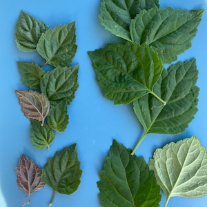 May include: A collection of green leaves with varying shades of green and a few leaves with a purple hue. The leaves are arranged on a blue background.