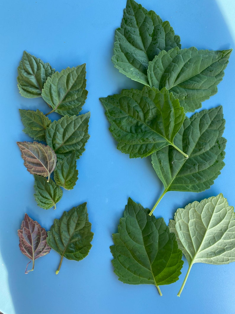 May include: A collection of green leaves with varying shades of green and a few leaves with a purple hue. The leaves are arranged on a blue background.
