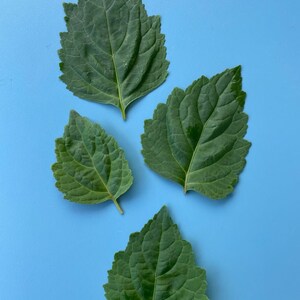 May include: Four green leaves on a light blue background. The leaves are arranged in a random pattern.