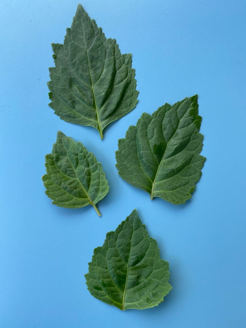 May include: Four green leaves on a light blue background. The leaves are arranged in a random pattern.