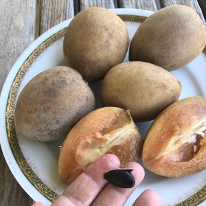 Manilkara zapota/Sapodilla/SEEDS/organically grown in Maui/Maui Seeds/Home Garden/Fruit Seeds/Edible Landscaping/Tropical Fruit Seeds/Seeds