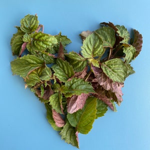 Patchouli SEEDS/100+SEEDS/Pogostemon cablin/SEEDS/Herb Seed/Maui Seeds/Seeds for Planting/Herb Garden/Easy to Grow/Container Gardening