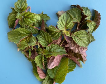 Patchouli SEEDS/50+SEEDS/Pogostemon cablin/SEEDS/Herb Seed/Maui Seeds/Seeds for Planting/Herb Garden/Easy to Grow/Container Gardening