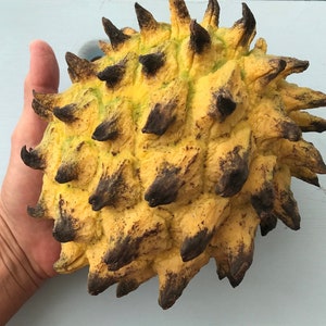 Rollinia deliciosa Tree/Biriba/3&quot; SEEDLING Tree/Rare tropical fruit/Fruit tree/Exotic Fruit/Maui Seeds/Lemon Meringue Flavor/