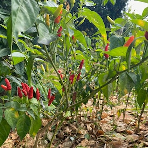 Hawaiian Chili Pepper/SEEDS/Capsicum fruitescens afbeelding 7