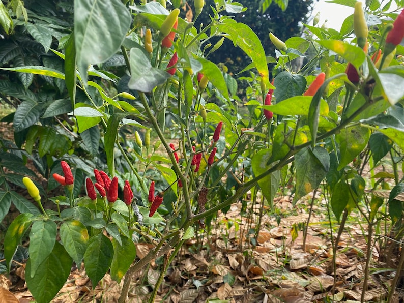 Hawaiian Chili Pepper/SEEDS/Capsicum fruitescens afbeelding 7
