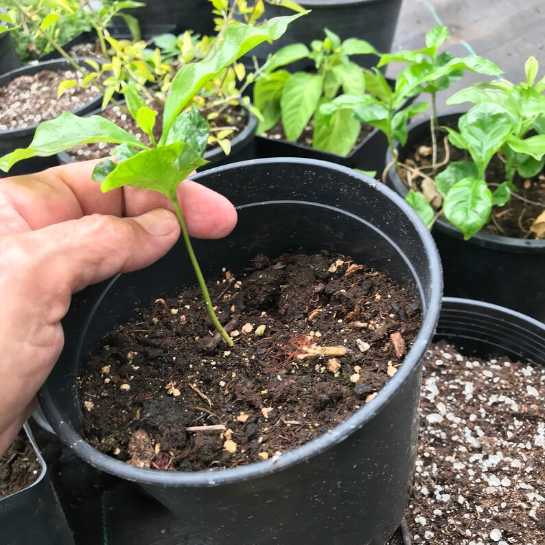 Coffee TREEMaui FruitFruit TreeLive 6 Starter TreeMaui SeedsContainer GardeningHawaii CoffeeHouseplantHawaii GrownMaui Tree