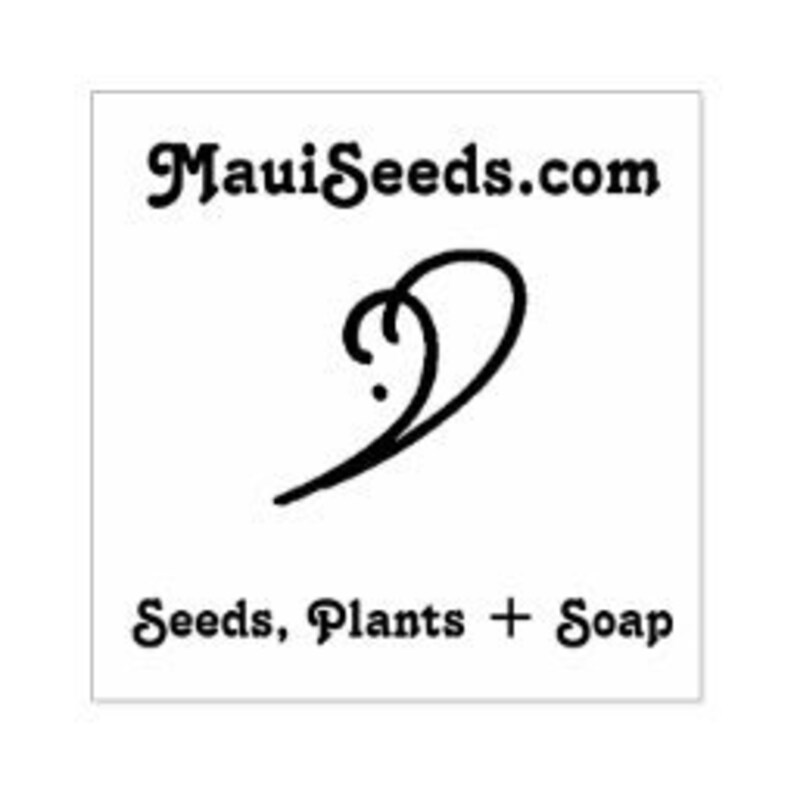 Natal Plum/Carissa macrocarpa/SEED/Tropical Fruit Seed/Maui Seeds/Exotic Fruit/Maui Seed/Hawaii Fruit/Edible Fruit/Home Garden/Home Gardener image 7