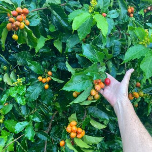 Pu&ograve; includere: Una pianta di caff&egrave; con foglie verdi lucide e grappoli di ciliegie di caff&egrave; in maturazione nelle tonalit&agrave; del giallo, arancione e rosso. I rami sono carichi di frutti che mostrano vari stadi di maturit&agrave; tra il fogliame.