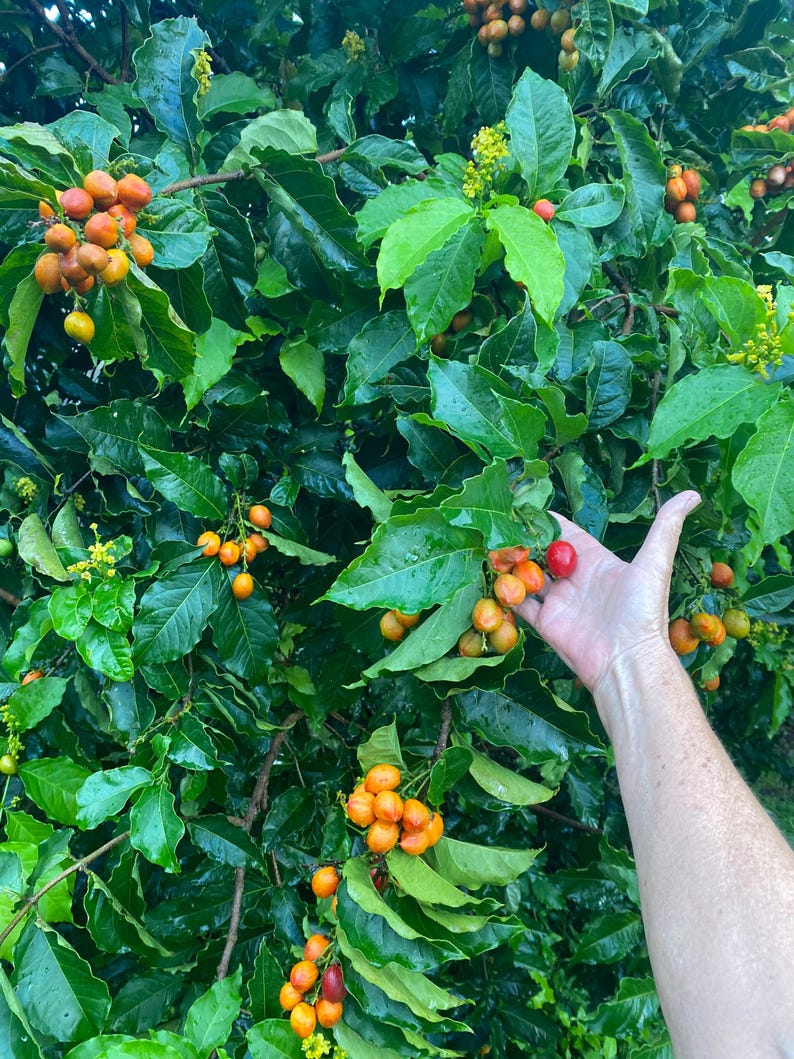 Pu&ograve; includere: Una pianta di caff&egrave; con foglie verdi lucide e grappoli di ciliegie di caff&egrave; in maturazione nelle tonalit&agrave; del giallo, arancione e rosso. I rami sono carichi di frutti che mostrano vari stadi di maturit&agrave; tra il fogliame.