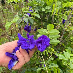 Semillas de Clitoria ternatea/Flor de guisante mariposa/Tinte azul natural/Semillas de Maui imagen 8