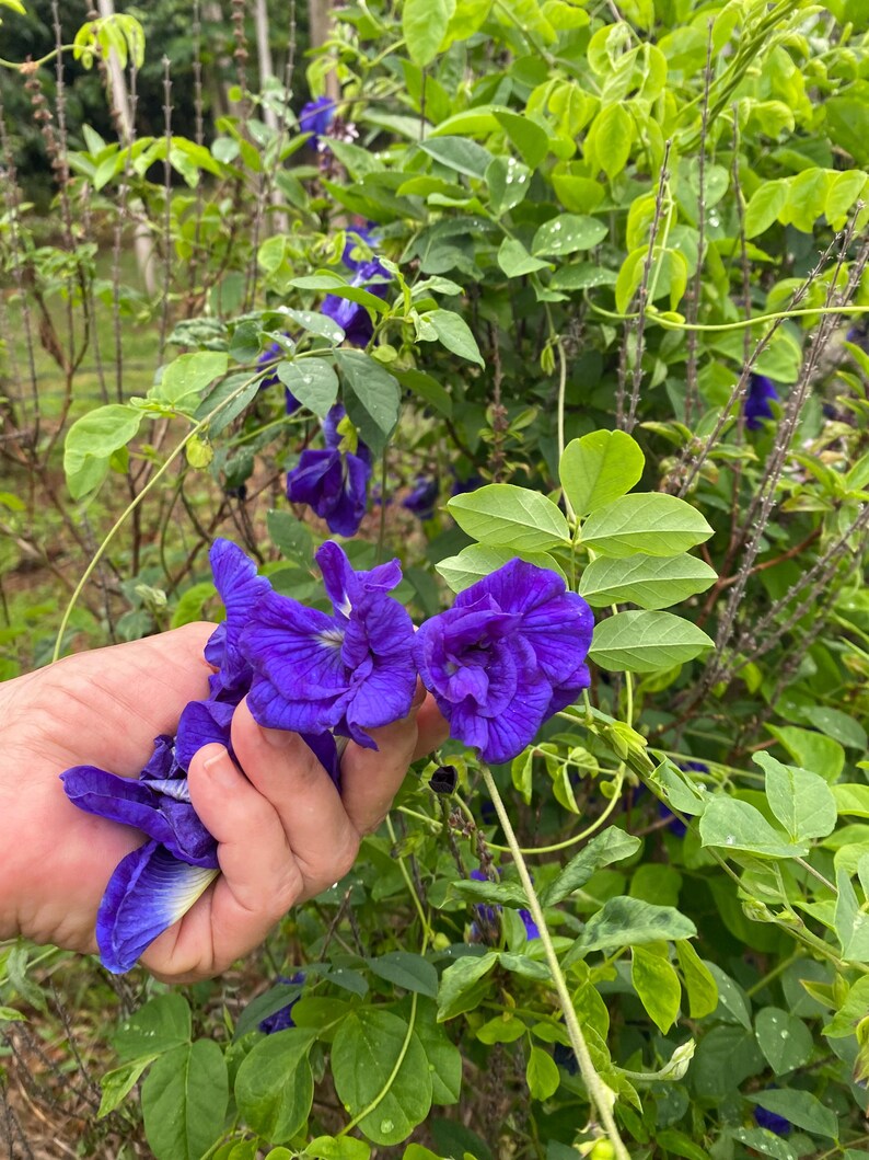 Semillas de Clitoria ternatea/Flor de guisante mariposa/Tinte azul natural/Semillas de Maui imagen 8