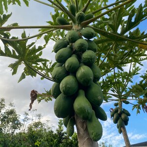 May include: A papaya tree laden with green papaya fruit. The tree is tall and slender, with a thick trunk and many branches. The papaya fruit are clustered together in a large bunch, and they are all green and unripe.