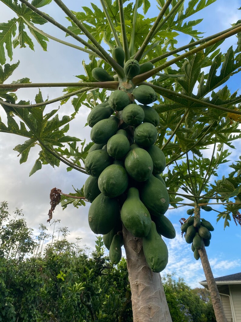 May include: A papaya tree laden with green papaya fruit. The tree is tall and slender, with a thick trunk and many branches. The papaya fruit are clustered together in a large bunch, and they are all green and unripe.