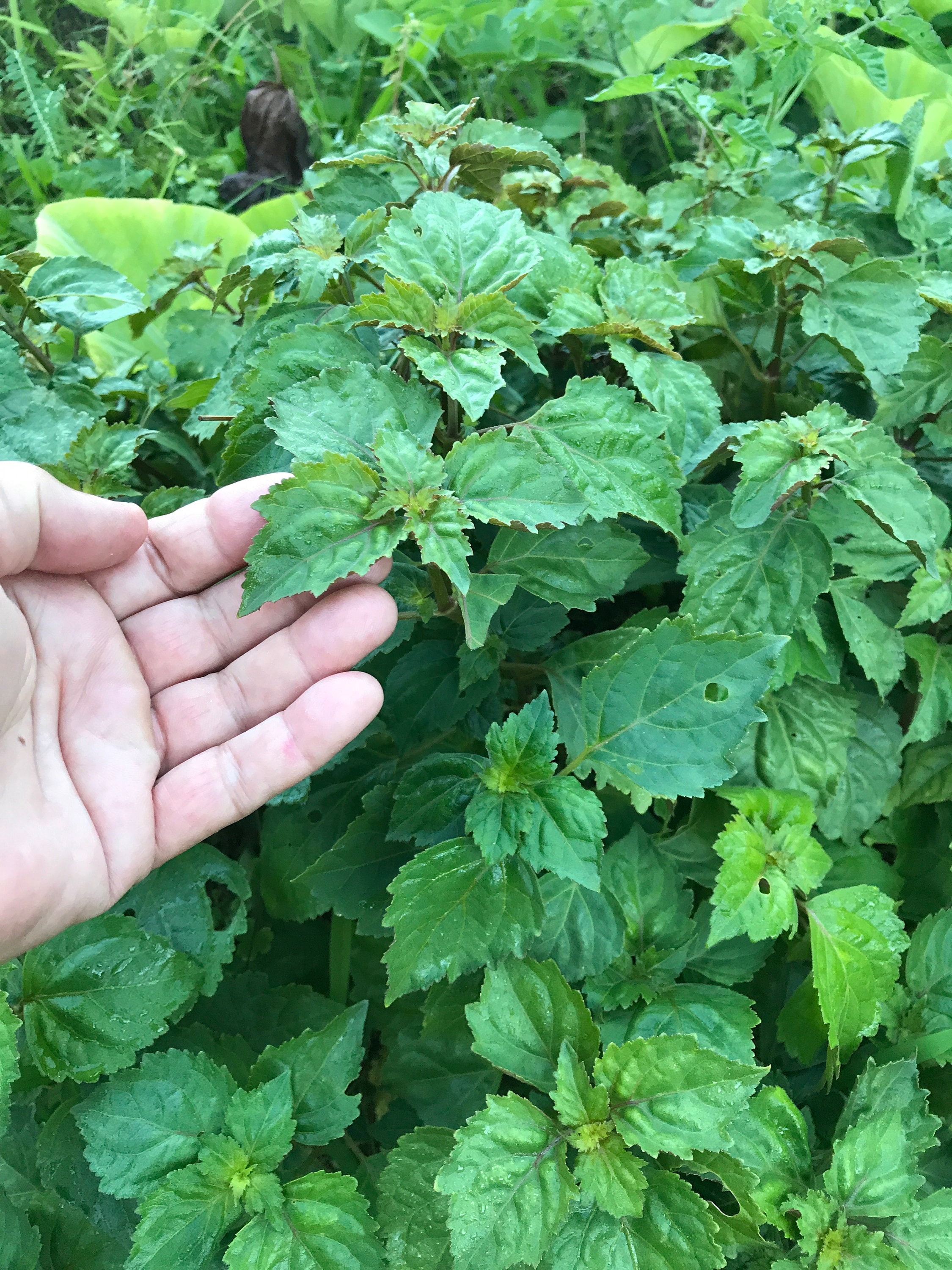 Patchouli SEEDS/50 SEEDS/Pogostemon cablin/SEEDS/Herb Etsy