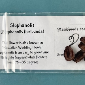Stephanotis/Stephanotis SEEDS/Madagascar Jasmine/Maui Seeds Flowering vine/Seeds /Hawaiian Wedding flower/Houseplant Seeds/Lei Flower 5 Seeds