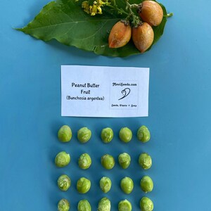 Pu&ograve; includere: Una foglia verde con piccoli fiori gialli e tre frutti arancioni, Bunchosia argentea, accanto a un cartoncino bianco con l'etichetta Peanut Butter Fruit (Bunchosia argentea) MauiSeeds.com, e venticinque semi verde chiaro disposti in una griglia.
