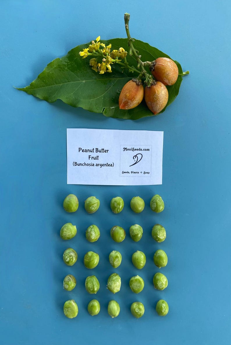 Pu&ograve; includere: Una foglia verde con piccoli fiori gialli e tre frutti arancioni, Bunchosia argentea, accanto a un cartoncino bianco con l'etichetta Peanut Butter Fruit (Bunchosia argentea) MauiSeeds.com, e venticinque semi verde chiaro disposti in una griglia.